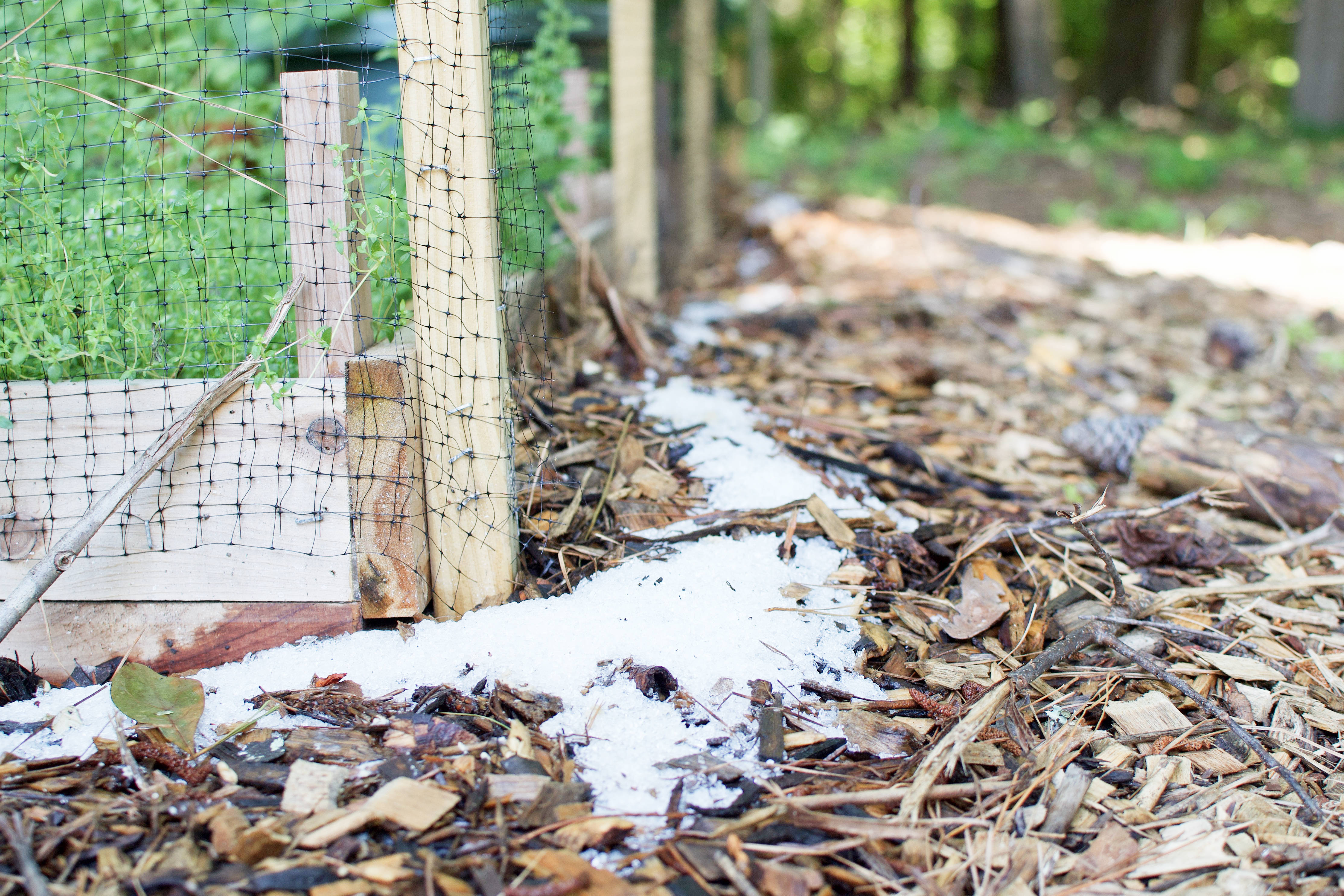 garden update I, salt barrier