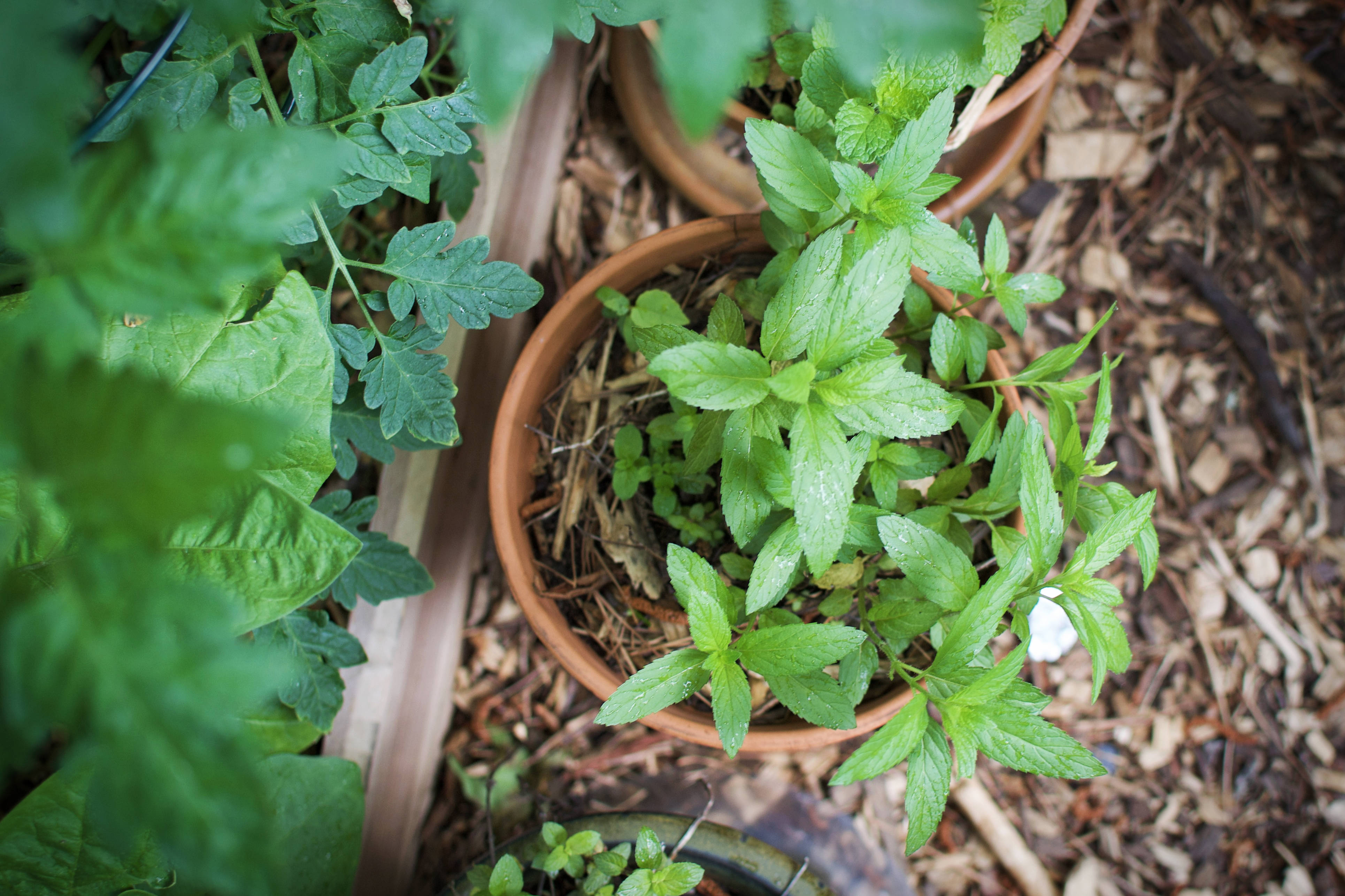 Making Your First Raised-Bed: Garden Tour